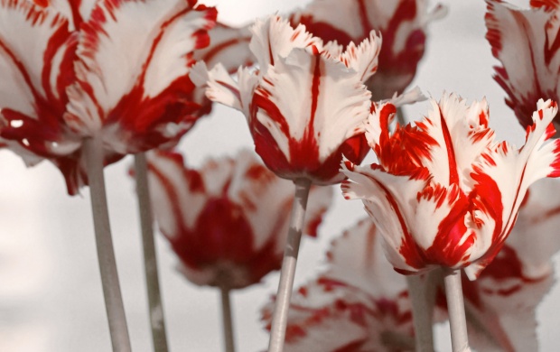 White Red Tulips In Spring (click to view)