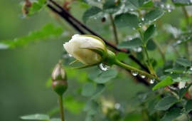 White Rose Bud After The Rain