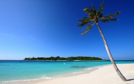 White Sand Beach And Palm
