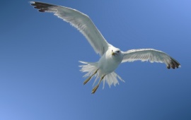White Seagull Landing