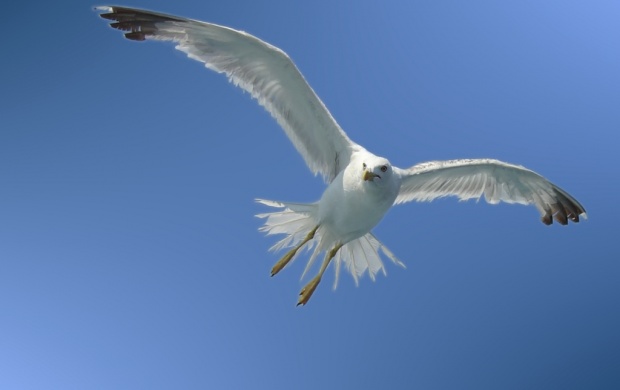 White Seagull Landing (click to view)