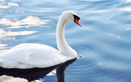White Swan Bird Pond