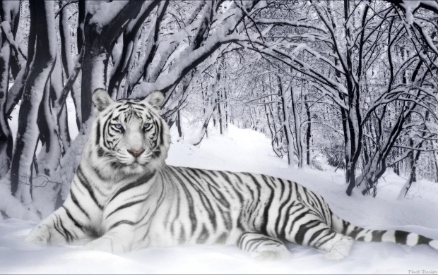 White Tiger (click to view)