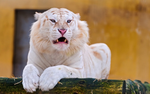 White Tiger Laying Down (click to view)