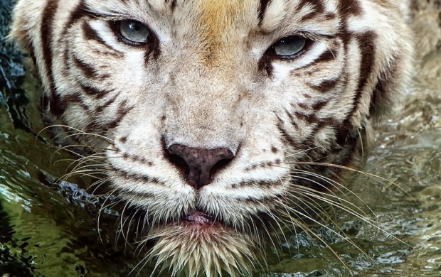 White Tiger Swimming (click to view)