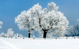 White Trees Winter