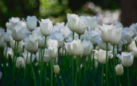 White Tulips Flower Garden