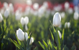 White Tulips Spring