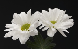 White Wedding Flowers