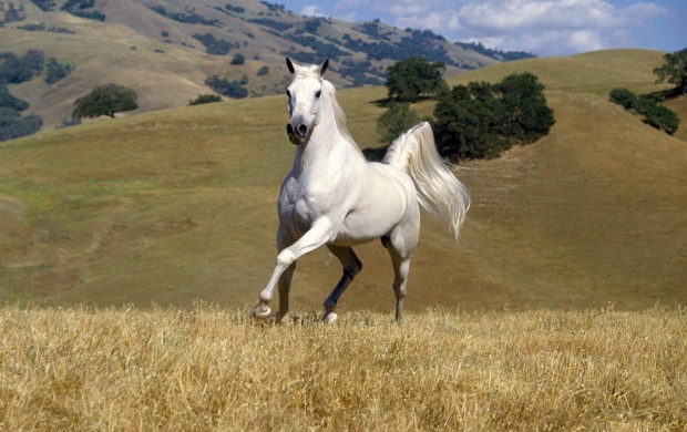 White wild horse (click to view)