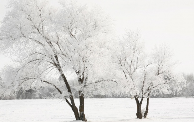 White Winter Trees
