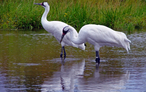 Whooping Crane (click to view)