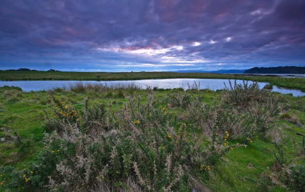 Wild Bushes Near Lake (click to view)