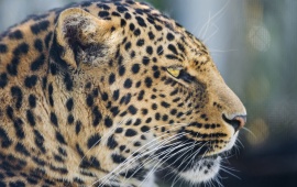 Wild Cat Leopard