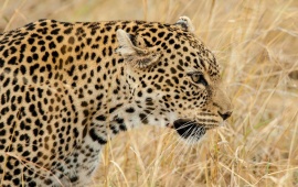 Wild Cat Leopard Face
