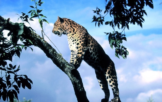 Wild Cat On The Tree