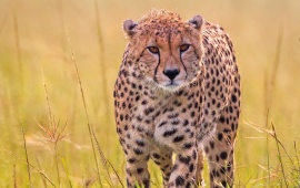 Wild Predator Cheetah In Grass