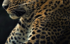 Wild Predator Leopard