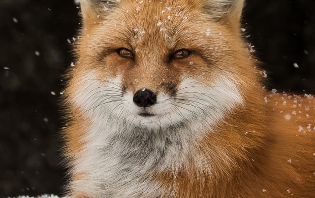 Wildlife Snow Fox (click to view)