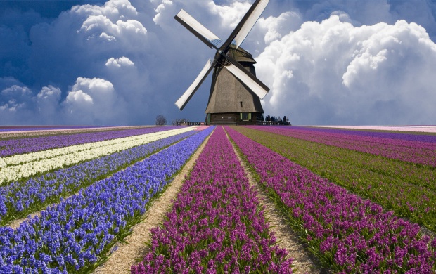 Windmill And Flower Field In Holland