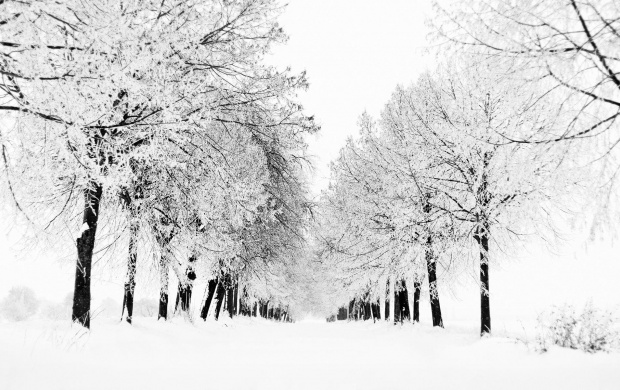 Winter Season (click to view)