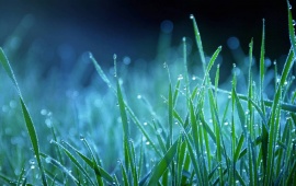 Winter Season Grass On Water Drops