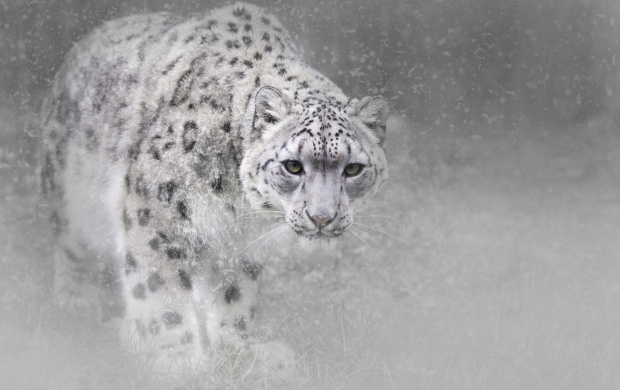 Winter Snow Leopard (click to view)