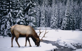Winter  Stag