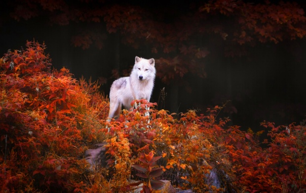 Wolf On Foliage Trees