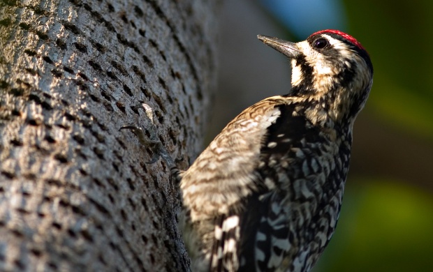 Woodpecker (click to view)
