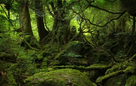 Yakushima Forest