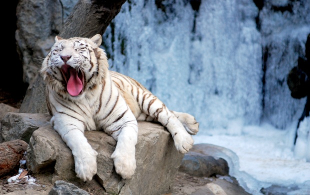 Yawning Tiger Sitting On Rock