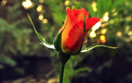 Yellow And Orange Rose