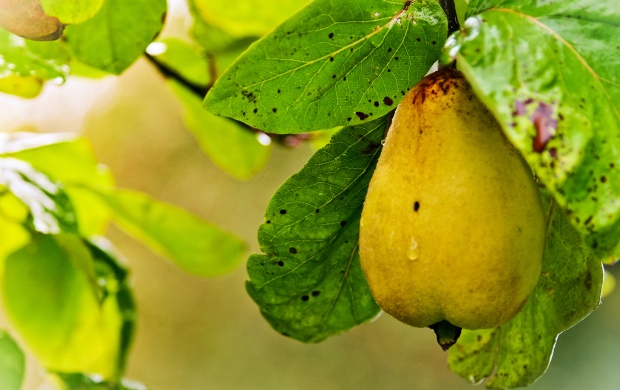 Yellow And Ripe Pear Fruit