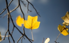 Yellow Autumn Leaf