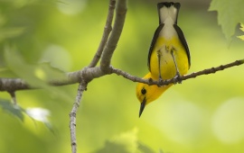 Yellow Bird Tail