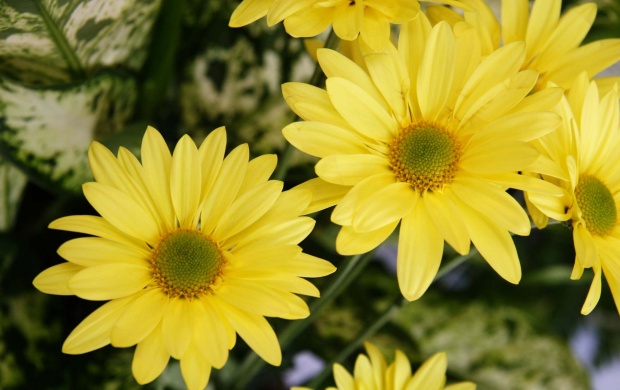 Yellow Color Flowers (click to view)