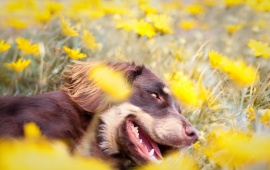 Yellow Flower Field The On Dog