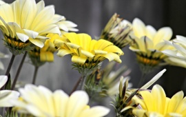 Yellow Garden Flowers