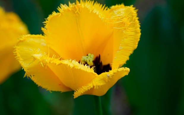 Yellow Hairy Tulip