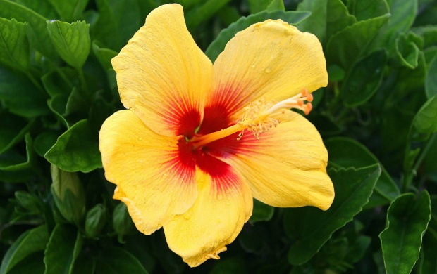 Yellow Hibiscus Flowers (click to view)