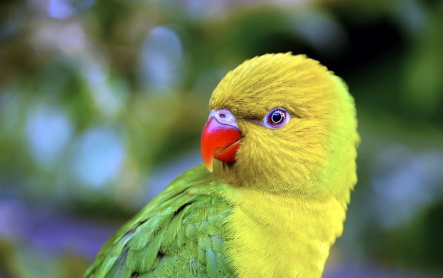 Yellow Little Parrot Bird