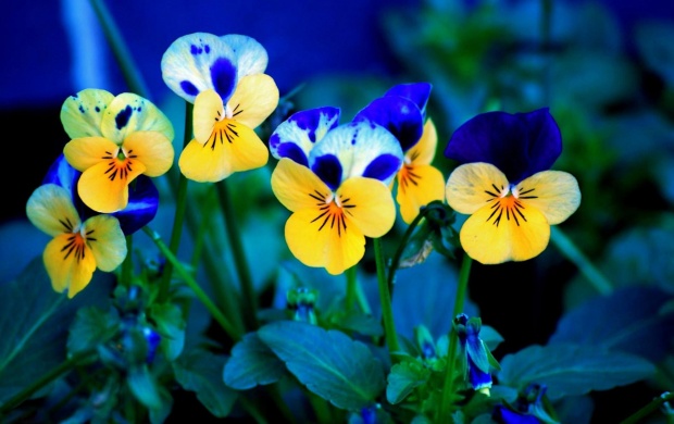 Yellow Pansies (click to view)