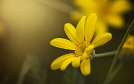 Yellow Petals Flower Bokeh