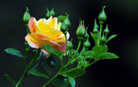 Yellow Rose And Buds