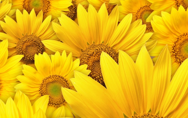 Yellow Sunflowers (click to view)