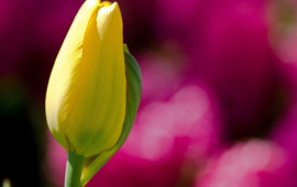 Yellow Tulip Buds