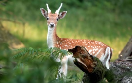 Young Roe Deer