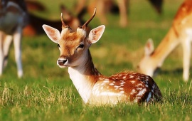 Young Roe Deer In Grass