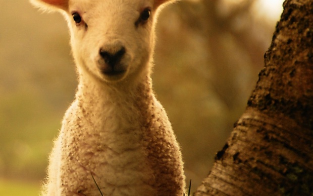 Young Sheep Tree (click to view)
